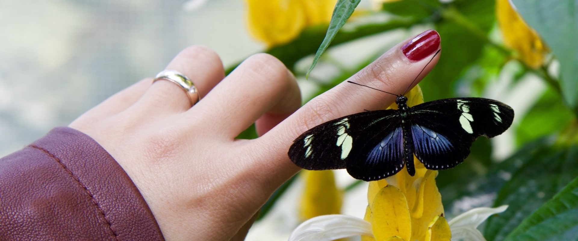 Creating A Butterfly Paradise Tips For Butterfly Gardening In