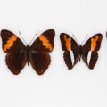 Protecting Butterflies in Southwest Florida from Natural Predators