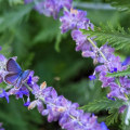 Attracting Butterflies to Your Garden in Southwest Florida: A Guide for Beginners