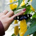 Creating A Butterfly Paradise: Tips For Butterfly Gardening In Southwest Florida