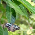 Attracting Butterflies to Your Southwest Florida Garden: A Guide for Gardeners