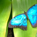 Making a Difference in Butterfly Conservation in Southwest Florida