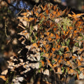 Tracking and Monitoring Butterfly Populations in Southwest Florida: A Comprehensive Guide