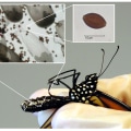 Preventing Diseases in Monarch Butterflies in Southwest Florida