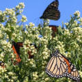 Attracting Migrating Butterflies to Your Garden in Southwest Florida