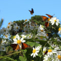 How Climate Change Is Altering Butterfly Gardening Practices in Southwest Florida