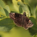 Identifying Different Species of Butterflies in Southwest Florida
