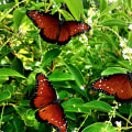 Creating a Sustainable Butterfly Garden in Southwest Florida