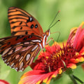The Bright and Colorful Atala Butterflies of Southwest Florida