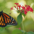 Creating a Butterfly Garden to Protect Butterflies from Extreme Weather Events in Southwest Florida