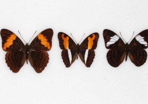 Protecting Butterflies in Southwest Florida from Natural Predators