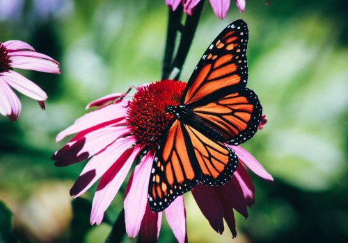 Creating a Low Maintenance Butterfly Garden in South Florida