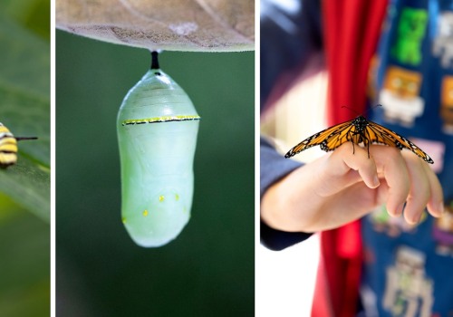 Creating a Safe and Welcoming Environment for Butterflies in Southwest Florida