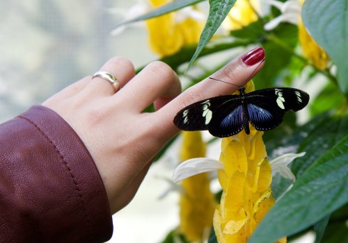 Creating A Butterfly Paradise: Tips For Butterfly Gardening In Southwest Florida