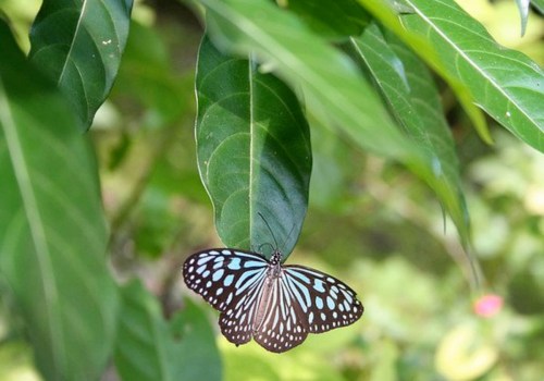 Attracting Butterflies to Your Southwest Florida Garden: A Guide for Gardeners