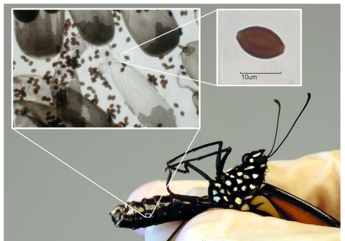 Preventing Diseases in Monarch Butterflies in Southwest Florida