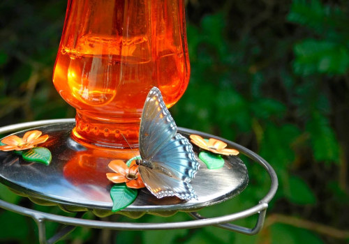 Attracting Butterflies to Your Garden in Southwest Florida: A Guide for Nature Lovers