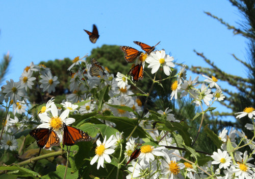 How Climate Change Is Altering Butterfly Gardening Practices in Southwest Florida