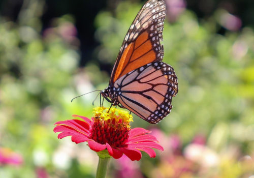 Butterfly Gardening in South Florida: All You Need to Know