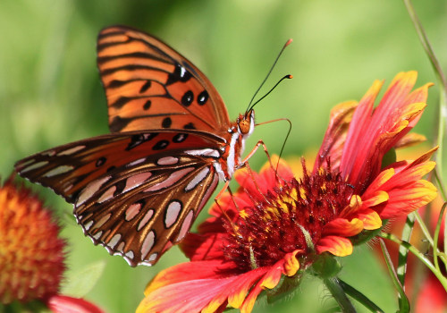 The Bright and Colorful Atala Butterflies of Southwest Florida